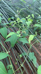Clematis pubescens, photograph (c) Millie Brady, some rights reserved (CC BY)