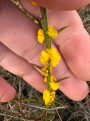 Acacia stenoptera, photograph (c) Tyler Anthony, some rights reserved (CC BY)