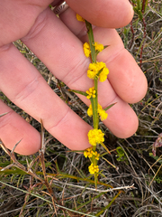(c) Tyler Anthony, some rights reserved (CC BY) Acacia stenoptera, photograph (c) Tyler Anthony, some rights reserved (CC BY)