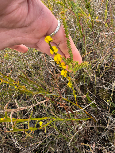 Acacia stenoptera, photograph 5