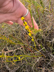 (c) Tyler Anthony, some rights reserved (CC BY) Acacia stenoptera, photograph (c) Tyler Anthony, some rights reserved (CC BY)