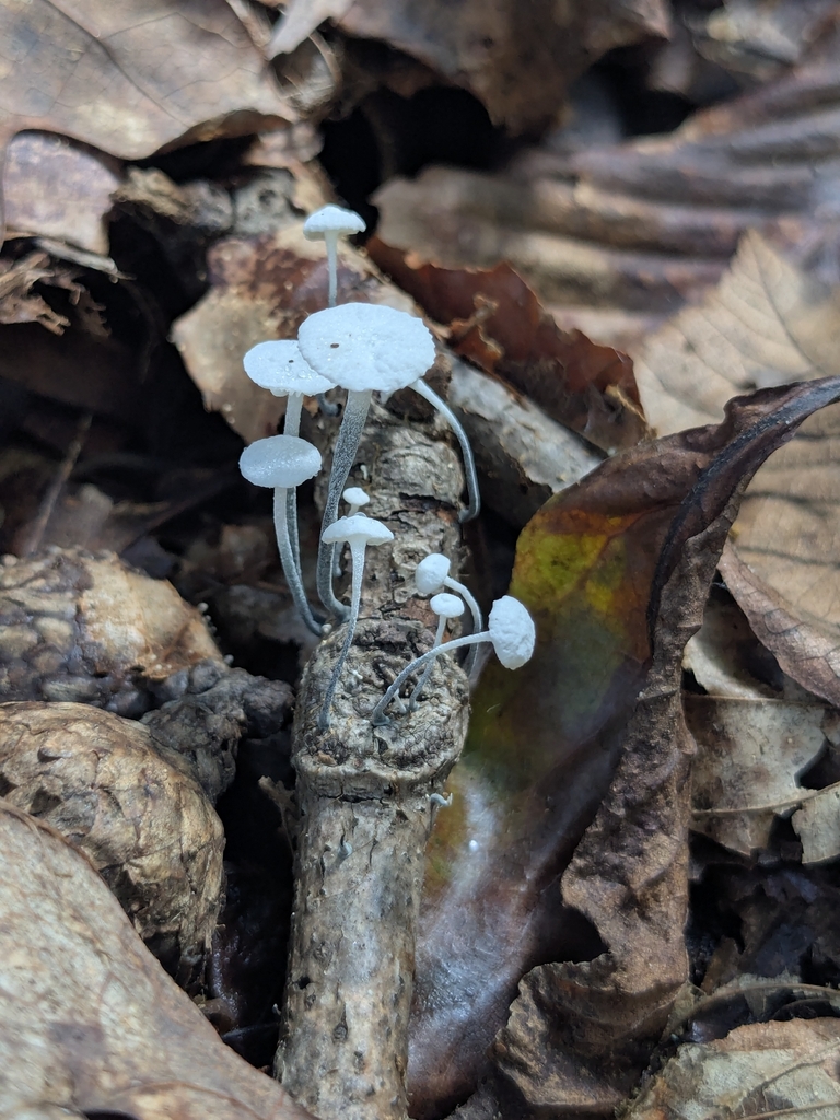 Black-stalked Marasmius · August 2026 · photo: Photo: (c) Hannah Jones, some rights reserved (CC BY) · iNaturalist