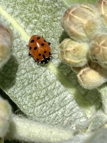 iNaturalist observation photo of Convergent Lady Beetle