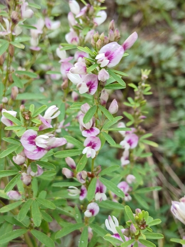 Lespedeza juncea, photograph 6