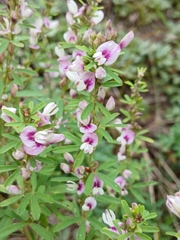 Lespedeza juncea, photograph (c) Святослав Власенко, some rights reserved (CC BY)