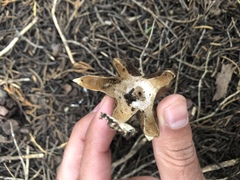 Geastrum fornicatum