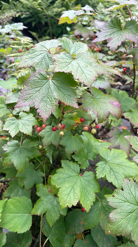 Ribes glandulosum, photograph 5