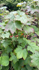 Ribes glandulosum, photograph author not stated, no rights reserved
