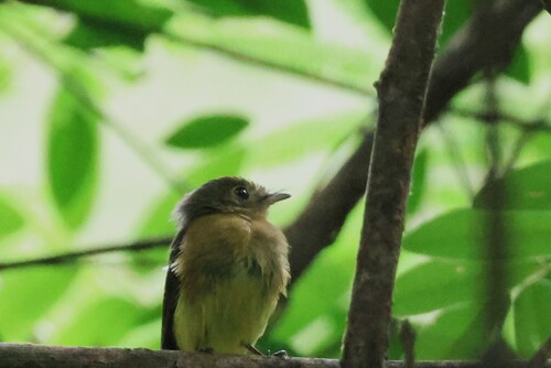 Whiskered Myiobius (Myiobius barbatus), photo 5