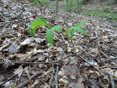 Polygonatum pubescens