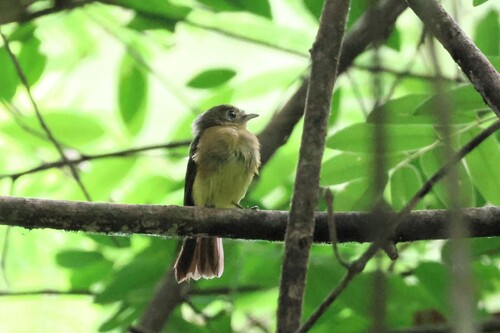 Whiskered Myiobius (Myiobius barbatus), photo 4