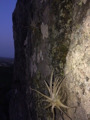 Tillandsia xiphioides