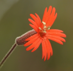 Silene laciniata laciniata