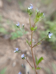 Amethystea caerulea, photograph (c) Святослав Власенко, some rights reserved (CC BY)