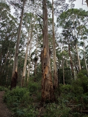 Eucalyptus cypellocarpa