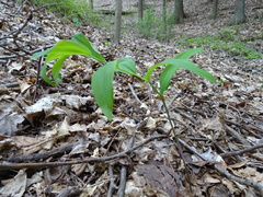 Polygonatum pubescens