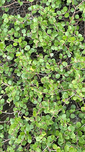 Betula glandulosa, photograph 5