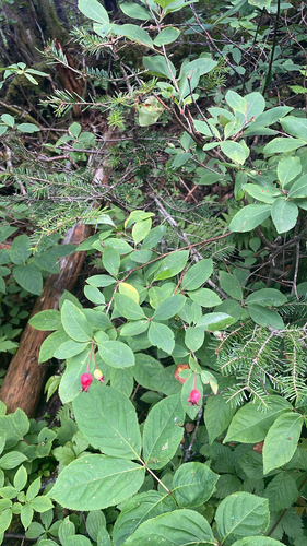 Amelanchier bartramiana, 2026-08-01