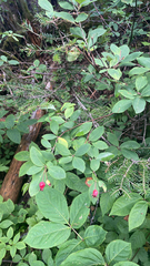 Amelanchier bartramiana