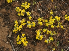Eriophyllum multicaule