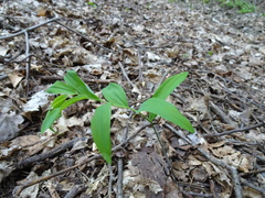Polygonatum pubescens