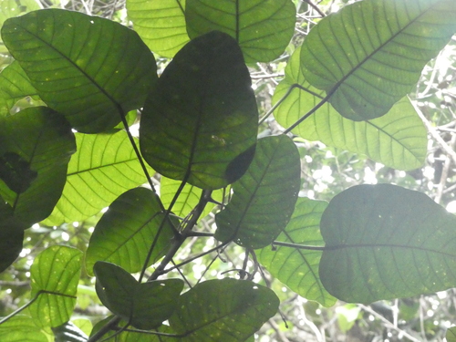 Macaranga alchorneoides observed 2026-08-02
