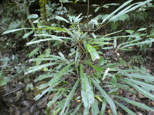 Plerandra observed 2026-08-02