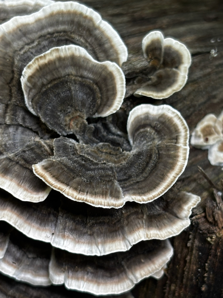 turkey-tail · August 2026 · photo: Photo: (c) Chris Stahl, some rights reserved (CC BY) · iNaturalist