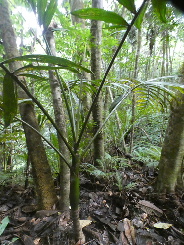 Chambeyronia macrocarpa observed 2026-08-02