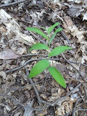 Polygonatum pubescens