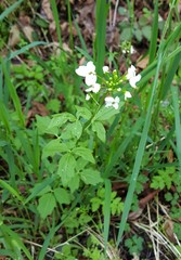 Cardamine angulata