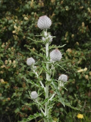 Cirsium occidentale occidentale