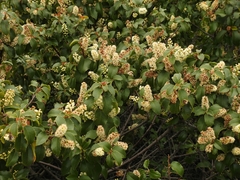 Prunus ilicifolia ilicifolia