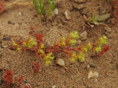 Lastarriaea coriacea