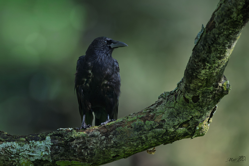 American Crow, photo 3 of 10