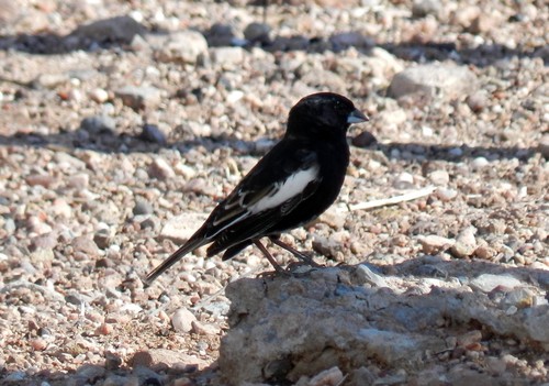 Lark Bunting