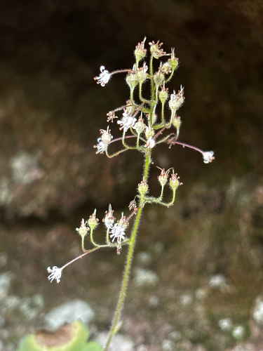 Heuchera missouriensis, photograph 1