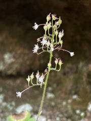 Chris Stahl, CC BY, iNaturalist via GBIF Heuchera missouriensis, photograph Chris Stahl, CC BY, iNaturalist via GBIF
