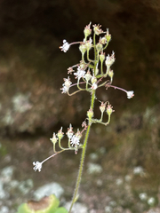 Chris Stahl, CC BY, iNaturalist via GBIF Heuchera missouriensis, photograph Chris Stahl, CC BY, iNaturalist via GBIF