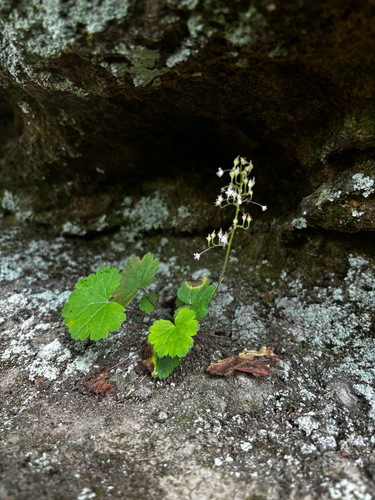 Heuchera missouriensis, photograph 3