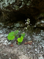 Chris Stahl, CC BY, iNaturalist via GBIF Heuchera missouriensis, photograph Chris Stahl, CC BY, iNaturalist via GBIF
