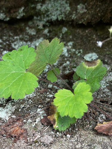 Heuchera missouriensis, photograph 6