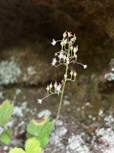 Heuchera missouriensis, photograph 5