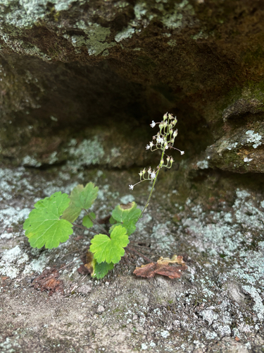 Heuchera missouriensis, photograph 2