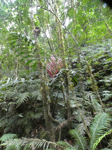 Chambeyronia macrocarpa observed 2026-08-02