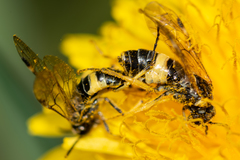 Tenthredo talyshensis