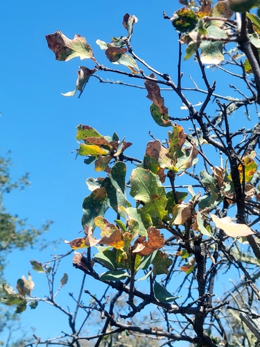 iNaturalist observation photo of Dumosae