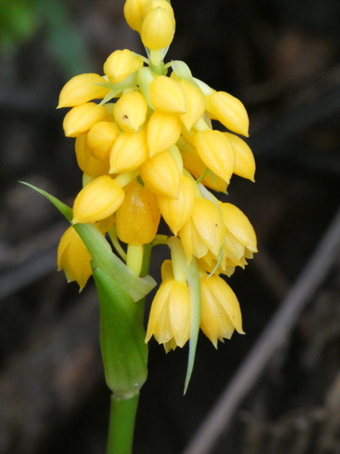 Calanthe ventilabrum observed 2026-08-02