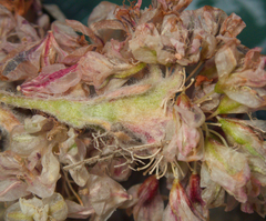 (c) Spencer Hurt, some rights reserved (CC BY) Eriogonum lobbii, photograph (c) Spencer Hurt, some rights reserved (CC BY)