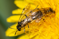 Tenthredo talyshensis